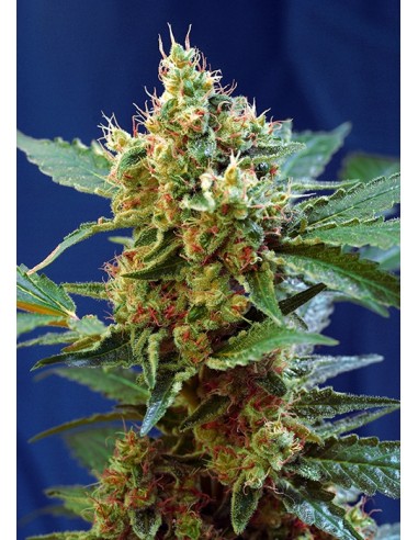 Sweet Seeds - Cream Mandarine XL Auto - 3 Semi + 1 Gratis