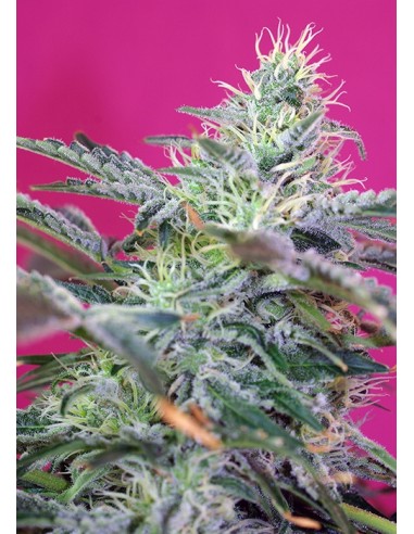 Sweet Seeds - Sweet Cheese Auto - 3 Semi + 1 Gratis