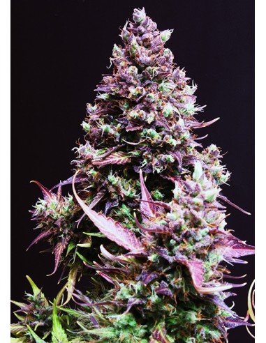 Sweet Seeds - Cream Caramel Auto - 3 Semi + 1 Gratis