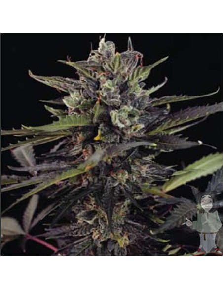 DUTCH PASSION - BLUEBERRY FEMMINIZZATA - 3 SEMI