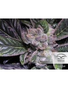 DUTCH PASSION - BLUEBERRY FEMMINIZZATA - 3 SEMI 2