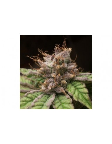 DUTCH PASSION - BLUEBERRY FEMMINIZZATA - 5 SEMI