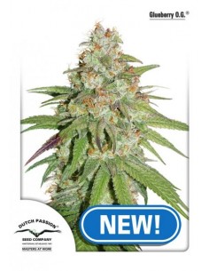 Dutch Passion - Glueberry OG - 5 Semi Femm