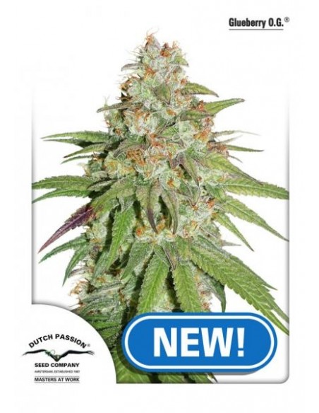 Dutch Passion - Glueberry OG - 5 Semi Femm