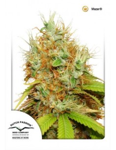 Dutch Passion - Mazar - 5 Semi Femm