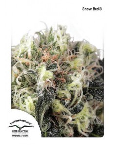 Dutch Passion - Snow Bud - 5 Semi Femminizzati