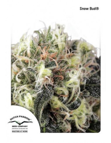 Dutch Passion - Snow Bud - 5 Semi Femminizzati