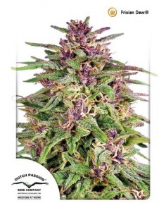 Dutch Passion - Frisian Dew - 10 Semi Femm