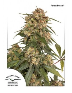 Dutch Passion - Forest Dream - 5 Semi Femminizzati