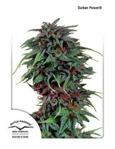Dutch Passion - Durban Poison - 5 Semi Femminizzati
