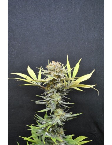 CBD Crew - Cbd Medi Haze - 5 Semi Femminizzati