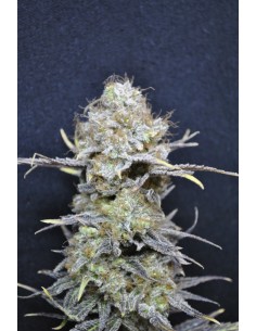 CBD Crew - Cbd Medi Haze - 5 Semi Femminizzati 2