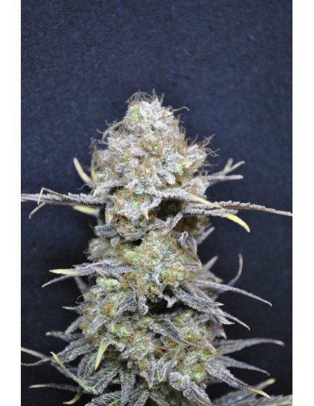 CBD Crew - Cbd Medi Haze - 5 Semi Femminizzati