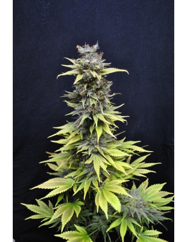 CBD Crew - Cbd Medi Haze - 5 Semi Femminizzati