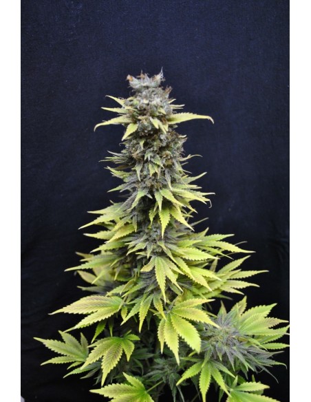 CBD Crew - Cbd Medi Haze - 5 Semi Femminizzati