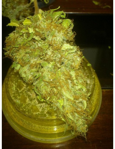 CBD Crew - Cbd Medi Haze - 5 Semi Femminizzati