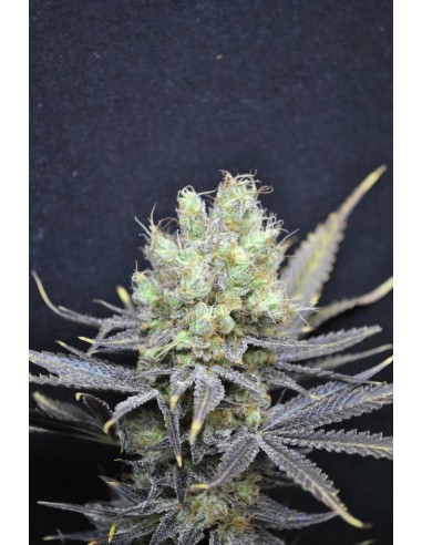 CBD Crew - Cbd Medi Haze - 5 Semi Femminizzati