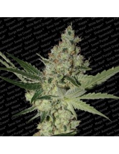 Paradise Seeds - Acid - 3 Semi Femm