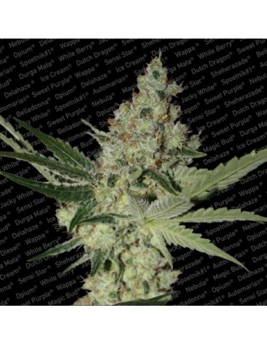 Paradise Seeds - Acid - 5 Semi Femminizzati