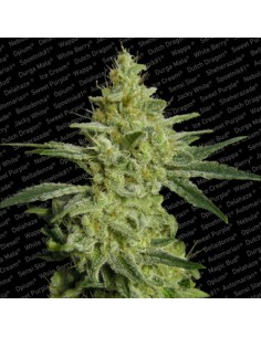 Paradise Seeds - Allkush - 5 Semi Femm
