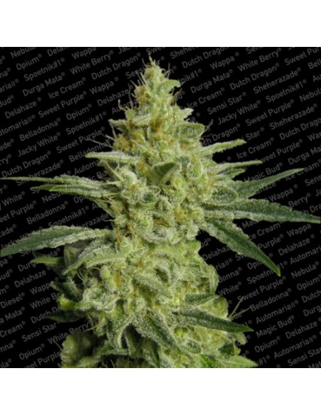 Paradise Seeds - Allkush - 5 Semi Femm