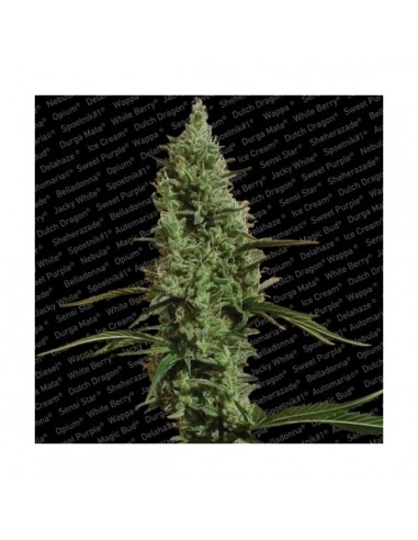 Paradise Seeds - Atomical Haze - 3 Semi Femminizzati