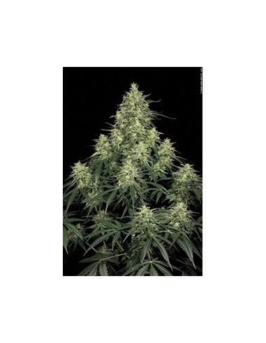 Paradise Seeds - Atomical Haze - 5 Semi Femminizzati