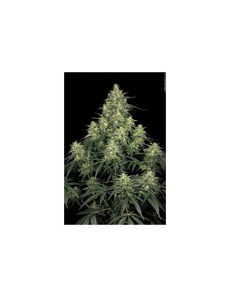 Paradise Seeds - Atomical Haze - 5 Semi Femminizzati