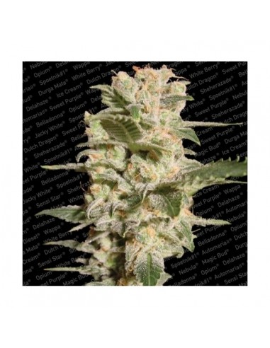 Paradise Seeds - Belladonna - 3 Semi Femminizzati