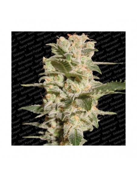 Paradise Seeds - Belladonna - 3 Semi Femminizzati