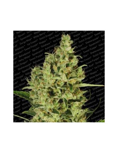 Paradise Seeds - Delahaze - 3 Semi Femm