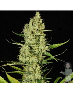 Paradise Seeds - Delahaze - 3 Semi Femm 2