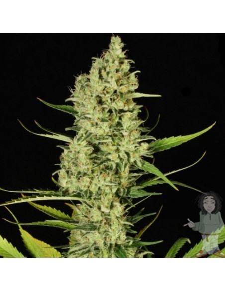 Paradise Seeds - Delahaze - 3 Semi Femm