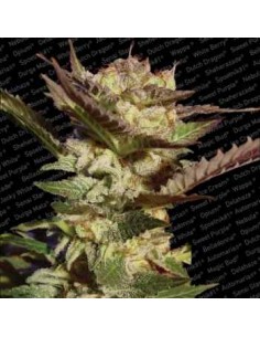 Paradise Seeds - Durga Mata - 5 Semi Femm