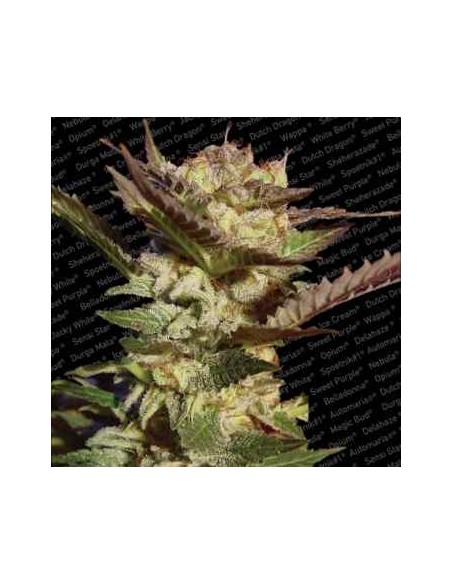 Paradise Seeds - Durga Mata - 5 Semi Femm