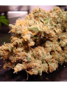 Paradise Seeds - Dutch Dragon - 3 Semi Femm 2