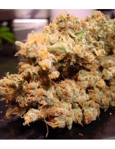 Paradise Seeds - Dutch Dragon - 3 Semi Femm