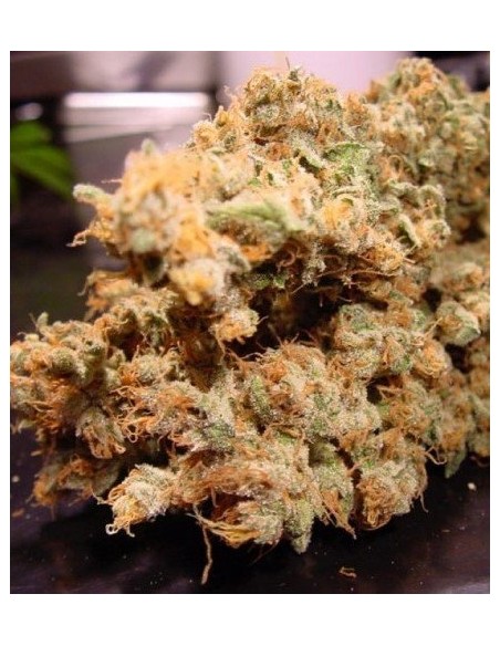 Paradise Seeds - Dutch Dragon - 5 Semi Femm