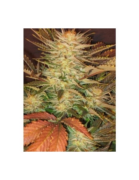 Paradise Seeds - Ice Cream - 3 Semi Femm