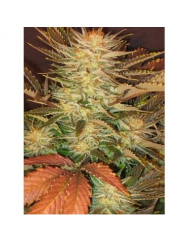 Paradise Seeds - Ice Cream - 5 Semi Femminizzati