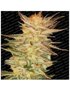 Paradise Seeds - Ice Cream - 5 Semi Femminizzati 2
