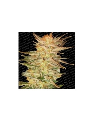Paradise Seeds - Ice Cream - 5 Semi Femminizzati