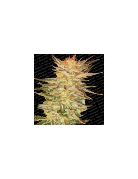 Paradise Seeds - Ice Cream - 5 Semi Femminizzati