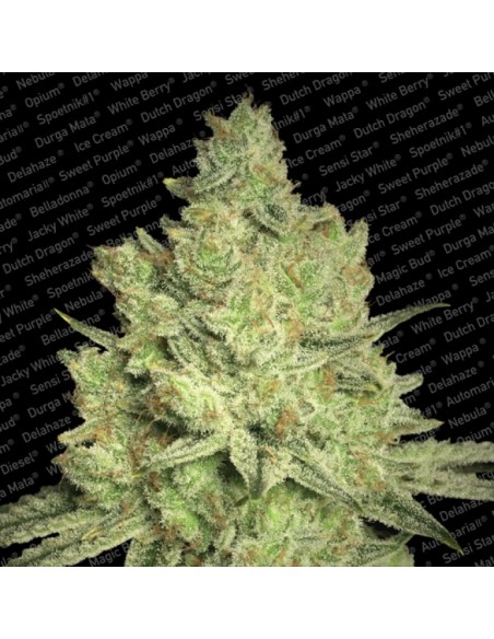 Paradise Seeds - Jack White - 3 Semi Femm