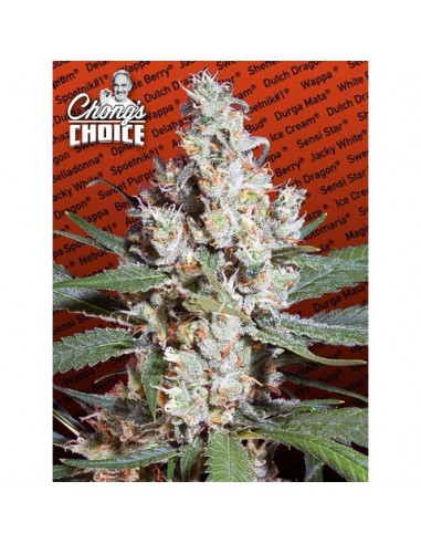 Paradise Seeds - L.A. Amnesia Chong's Choice - 3 Semi Femm