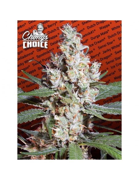 Paradise Seeds - L.A. Amnesia Chong's Choice - 3 Semi Femm