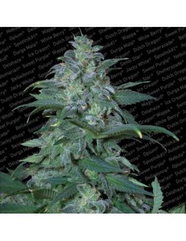 Paradise Seeds - Magic Bud - 5 Semi Femm