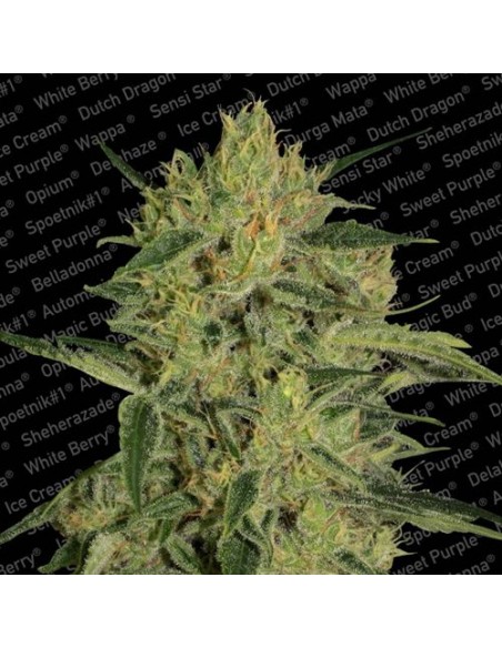 Paradise Seeds - Nebula II CBD - 5 Semi Femminizzati