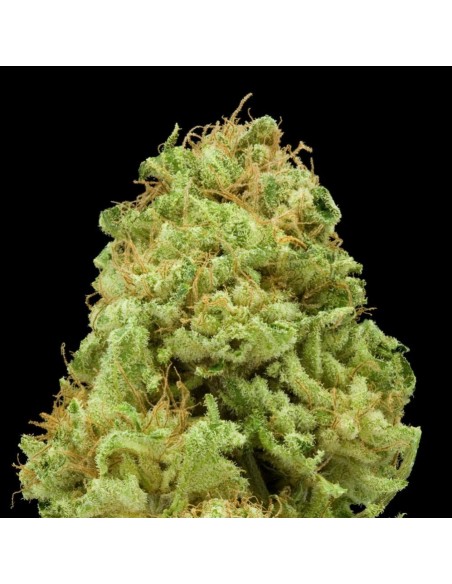 Paradise Seeds - Opium - 3 Semi Femm