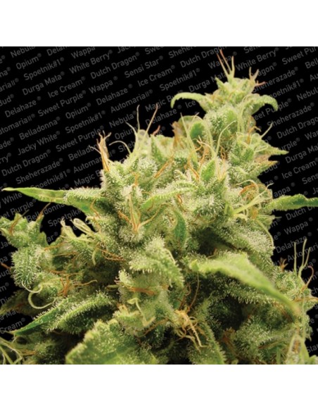 Paradise Seeds - Opium - 5 Semi Femm